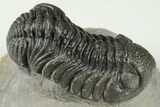 2.1" Detailed Morocops Trilobite Fossil - Morocco - #202992-2
